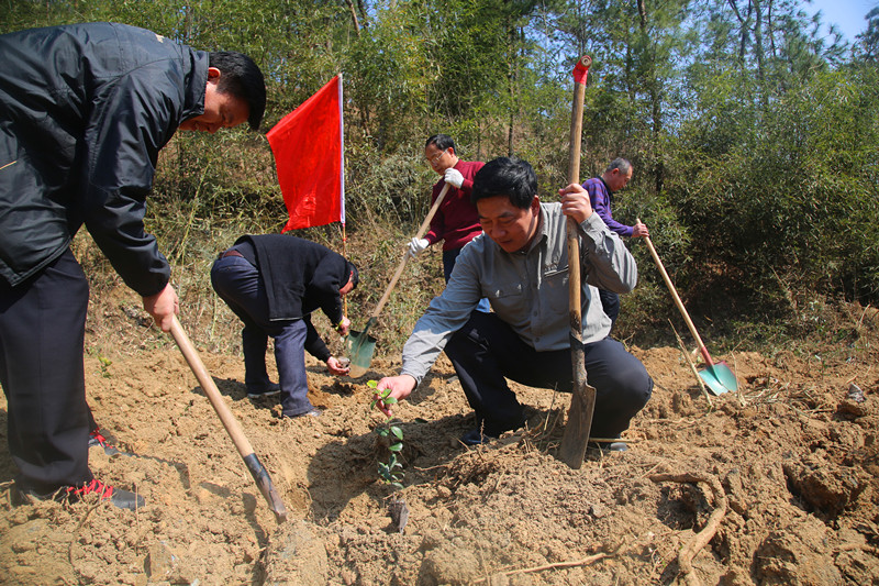 图为程宝清（右）在植树。_副本.jpg